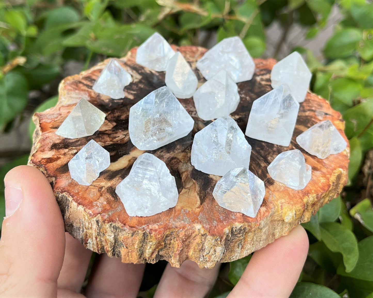 5 Pack Apophyllite Crystal