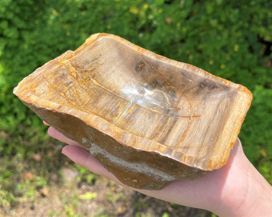 Authentic Petrified Wood Decor Bowl
