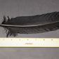 Turkey Feather For Smudging