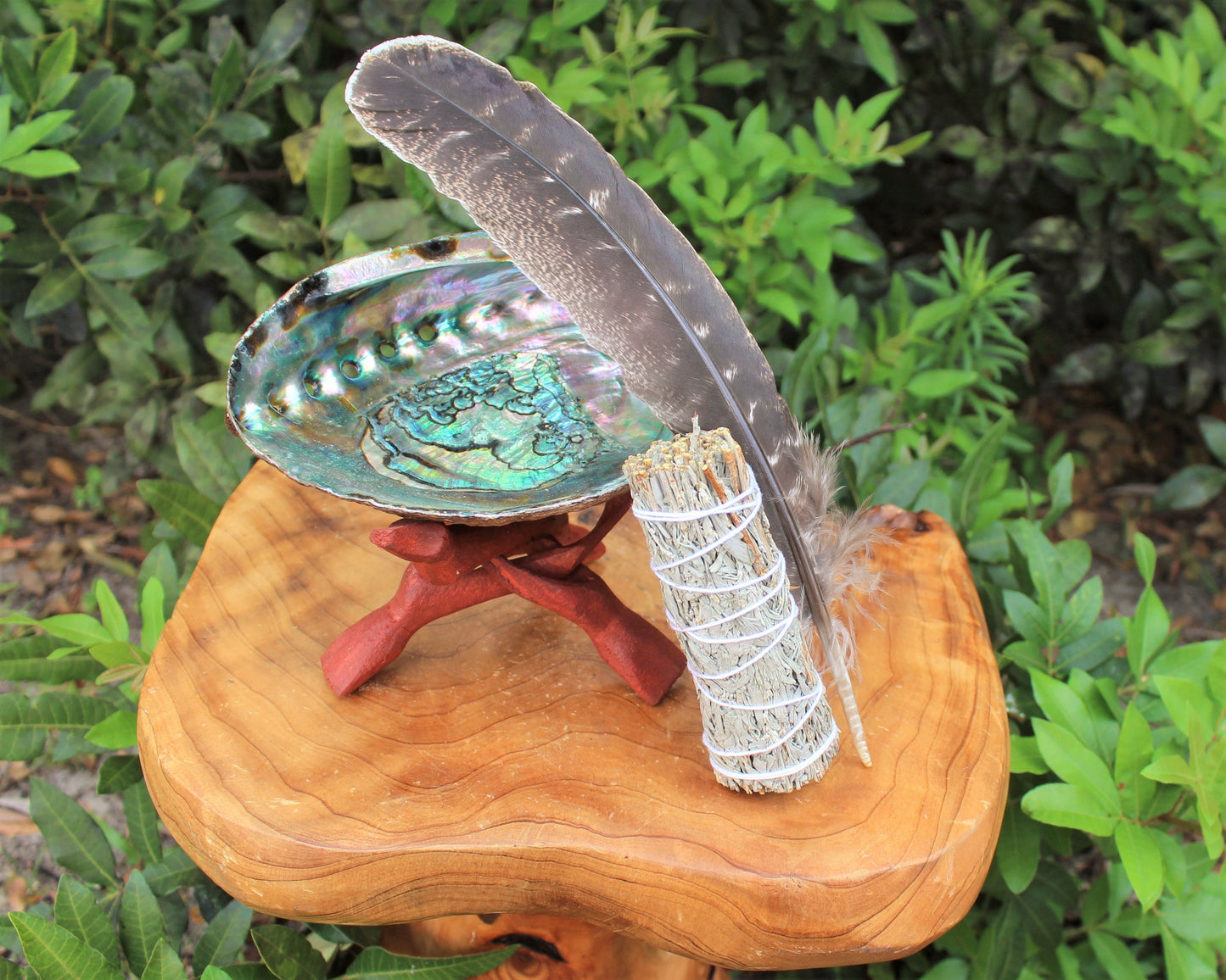 Sage Abalone Shell