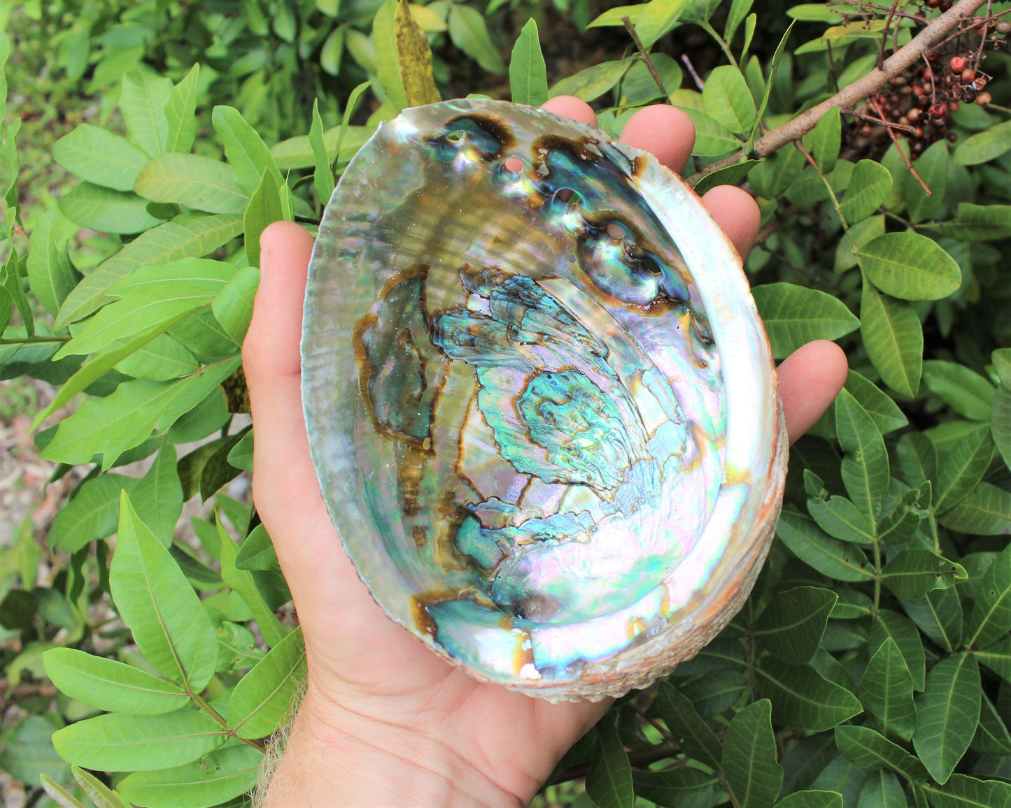 Sage Abalone Shell