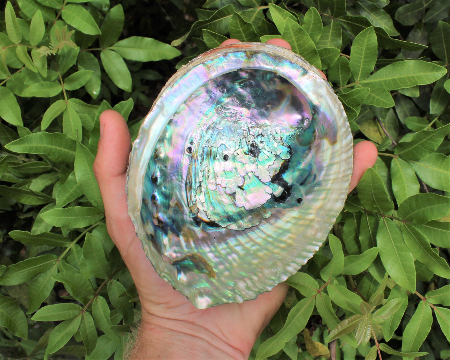 Sage Abalone Shell