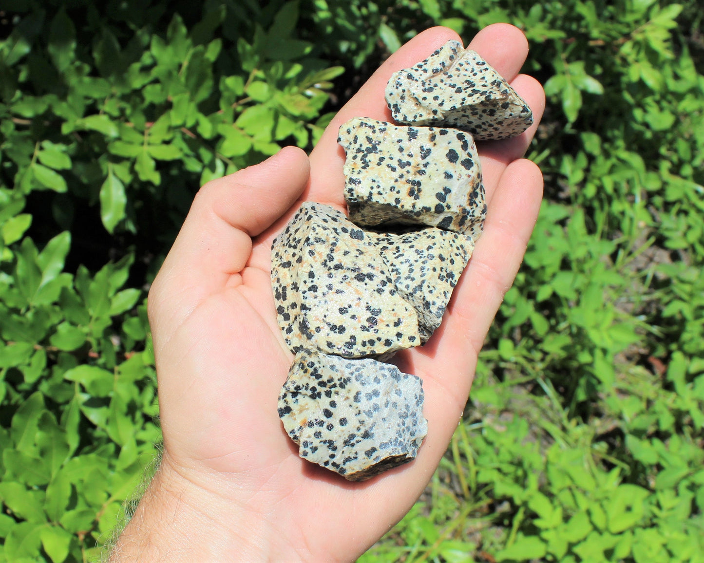 Dalmation Jasper Natural Rough Stones