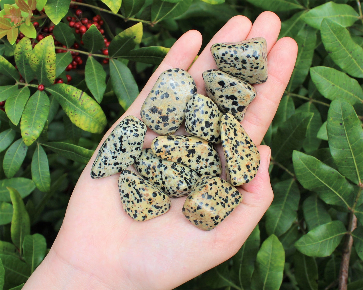 Dalmation Jasper Tumbled Stones