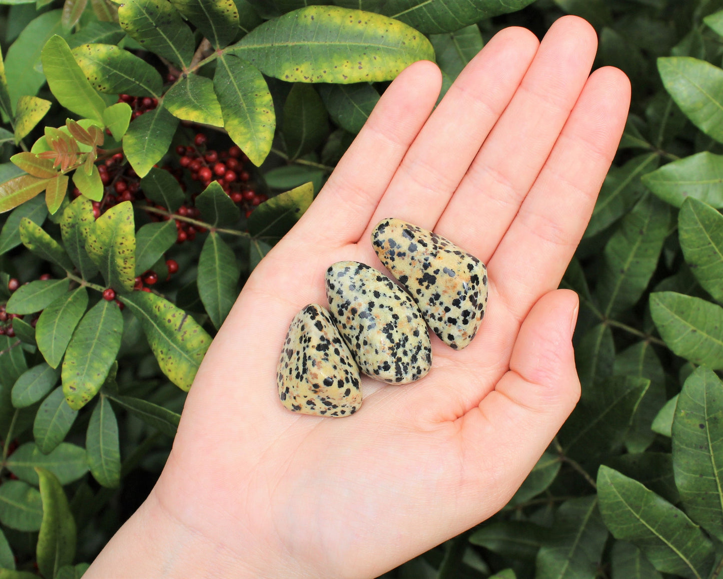 Dalmation Jasper Tumbled Stones