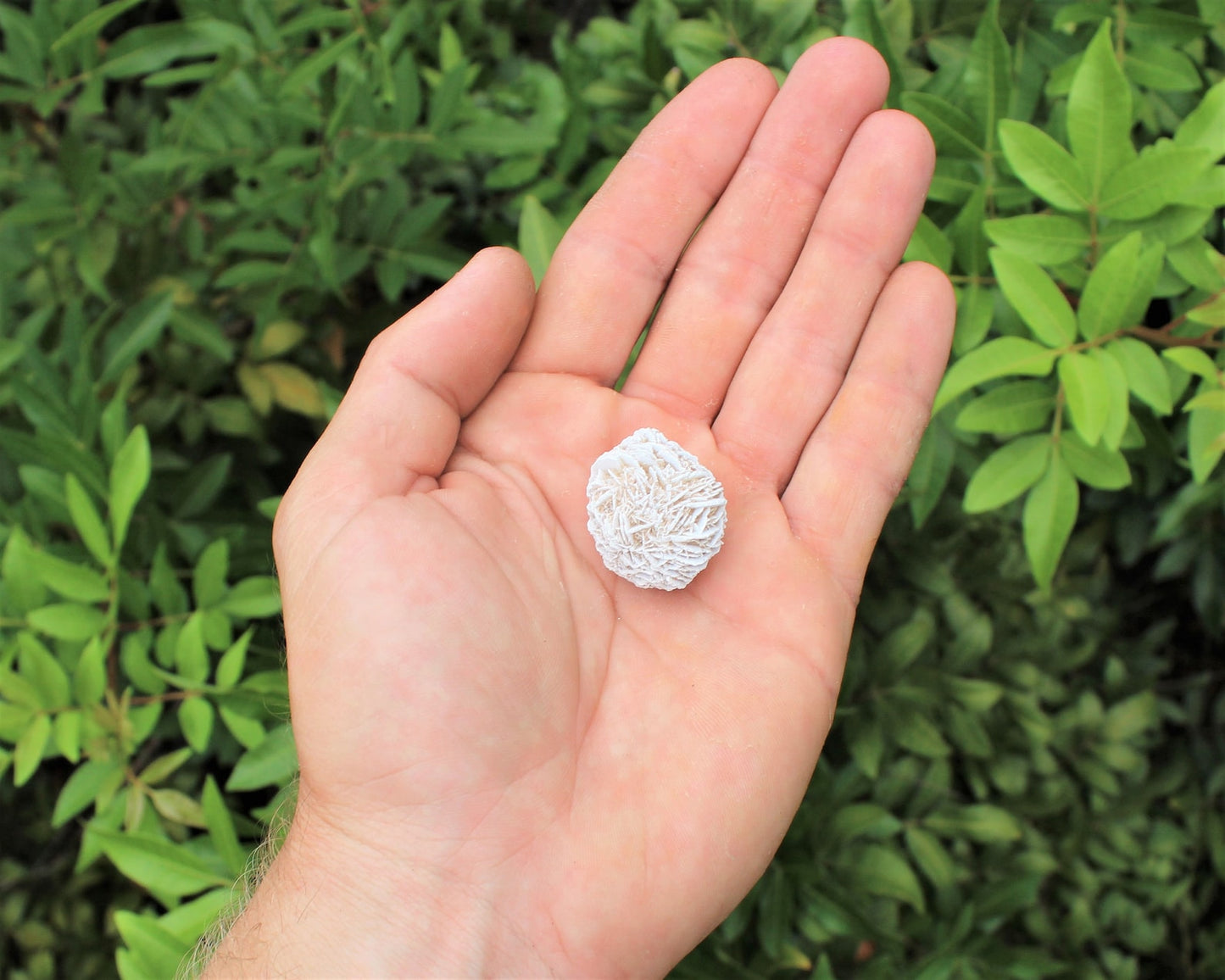 Desert Rose Selenite Flower Protection Set