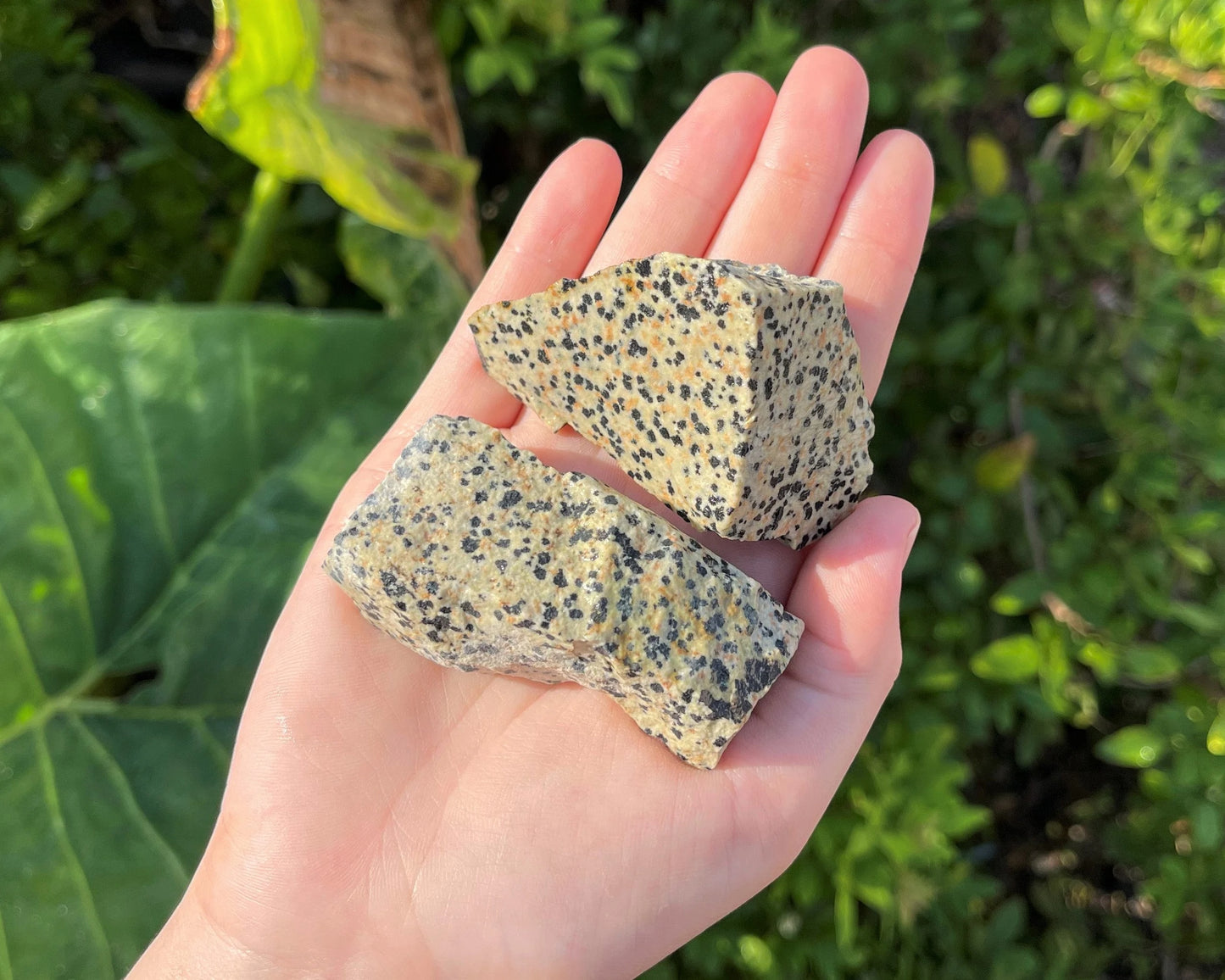 Large Rough Dalmation Jasper Natural Stones