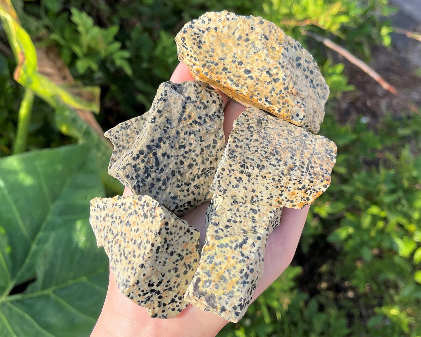 Large Rough Dalmation Jasper Natural Stones