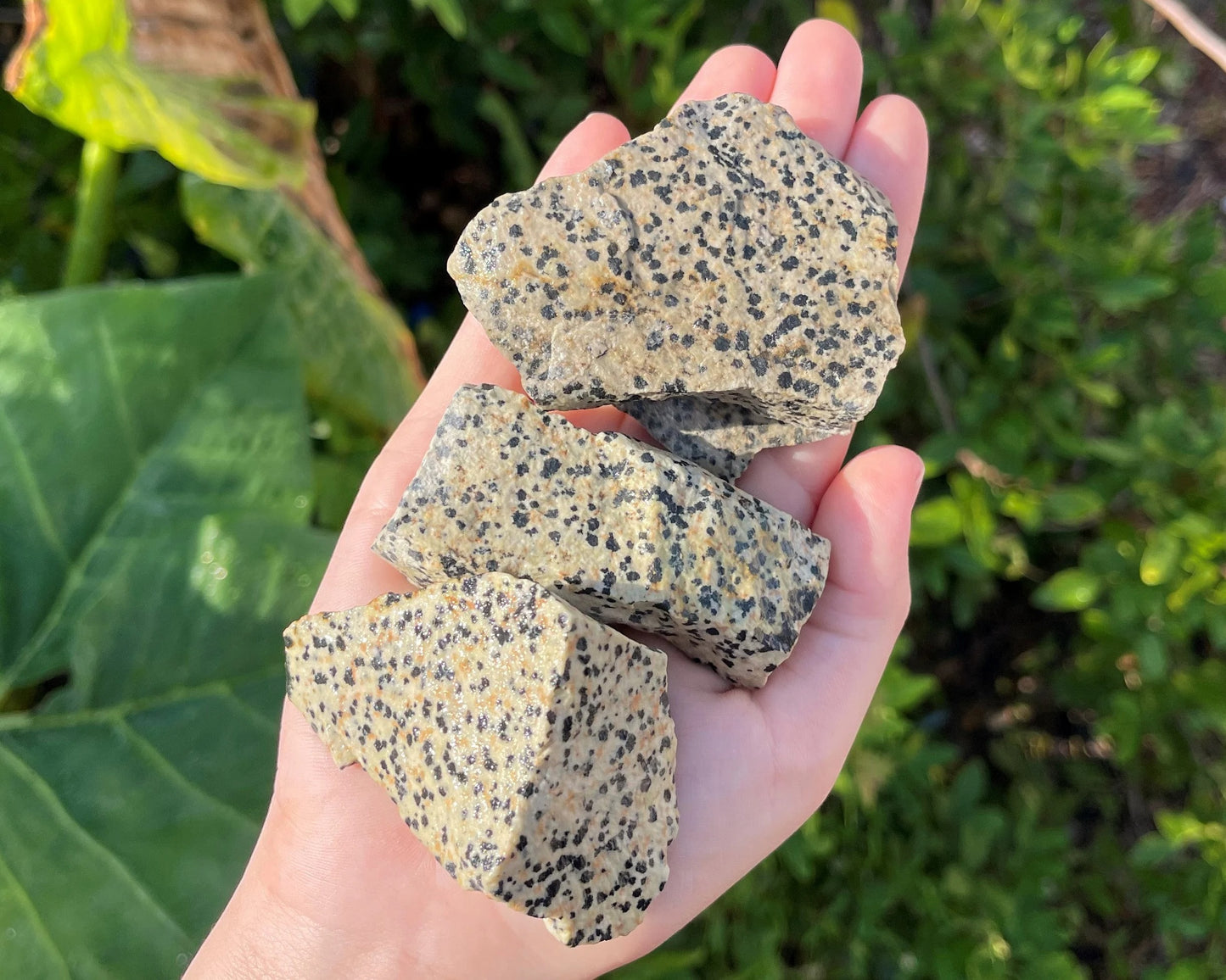 Large Rough Dalmation Jasper Natural Stones