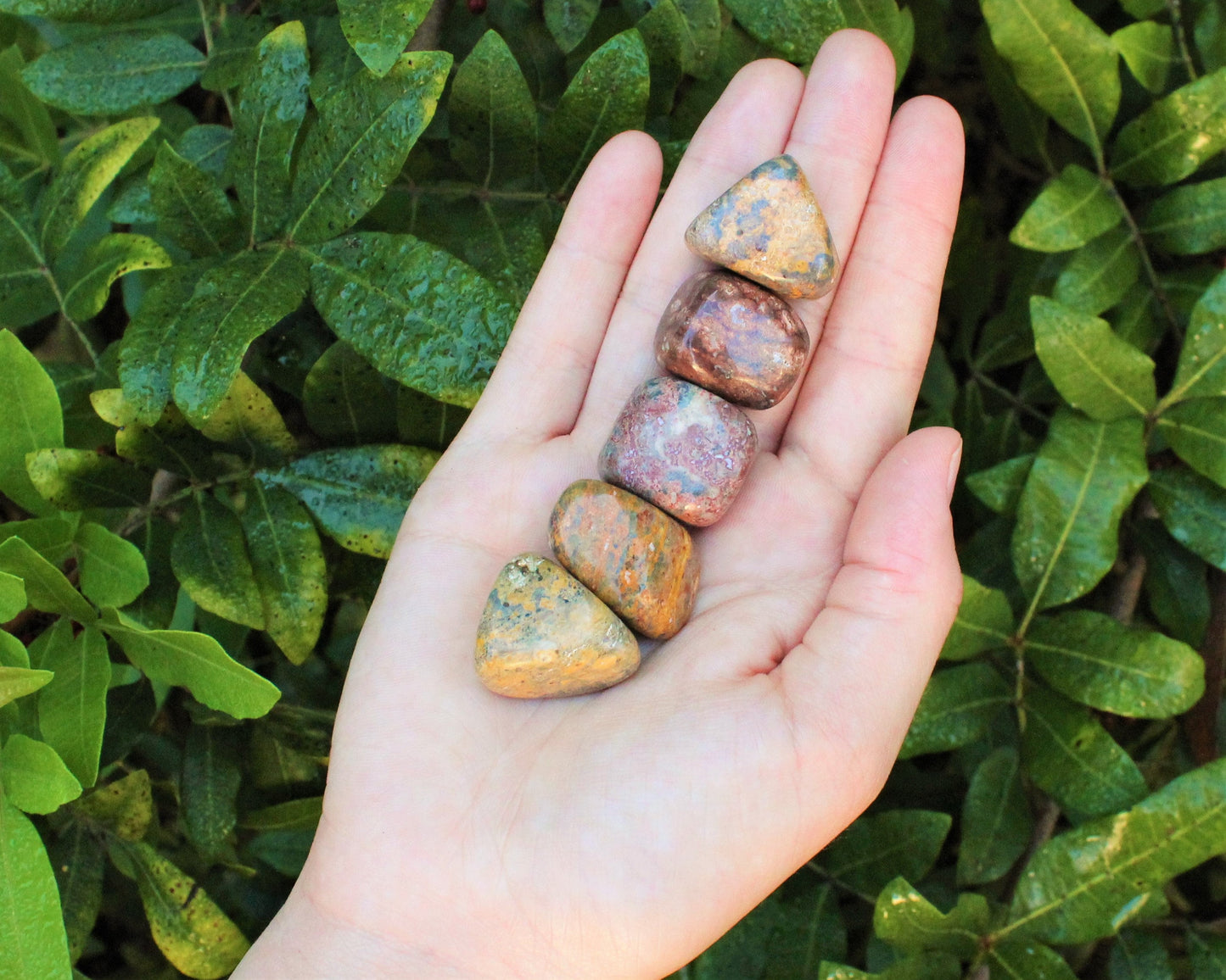 Leopard Jasper Elegant Tumbled Stones