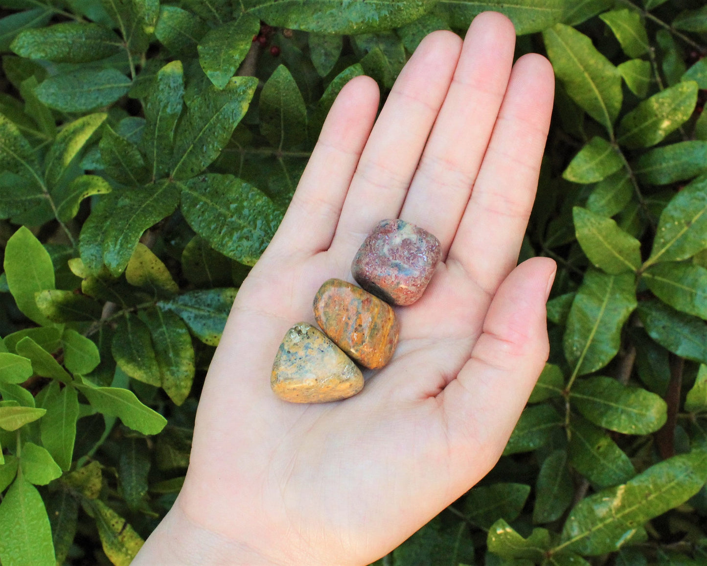 Leopard Jasper Elegant Tumbled Stones