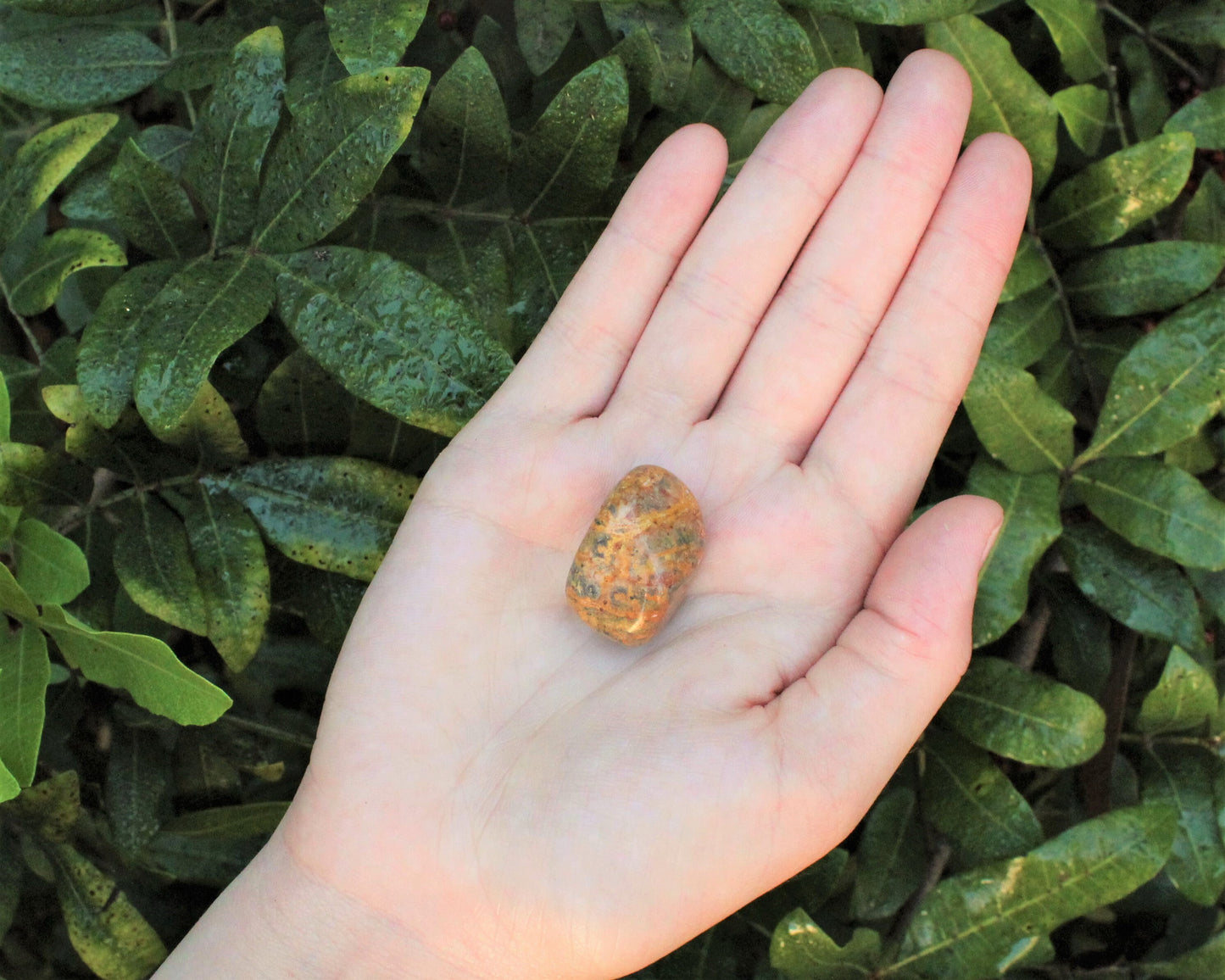 Leopard Jasper Elegant Tumbled Stones