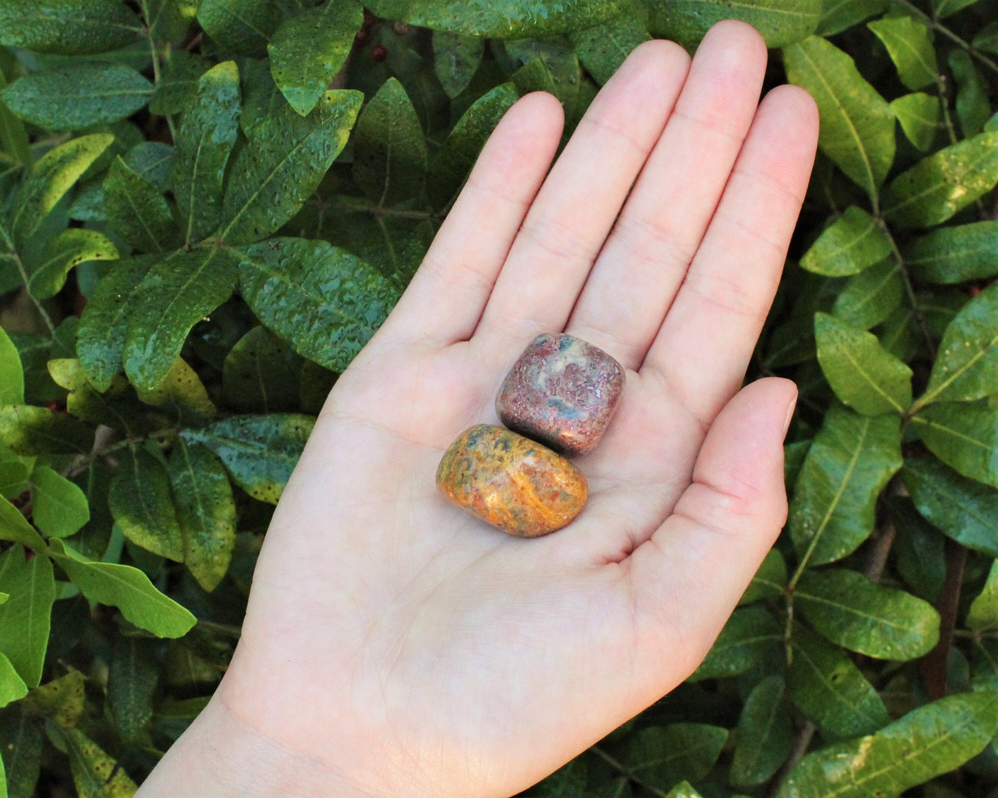 Leopard Jasper Elegant Tumbled Stones