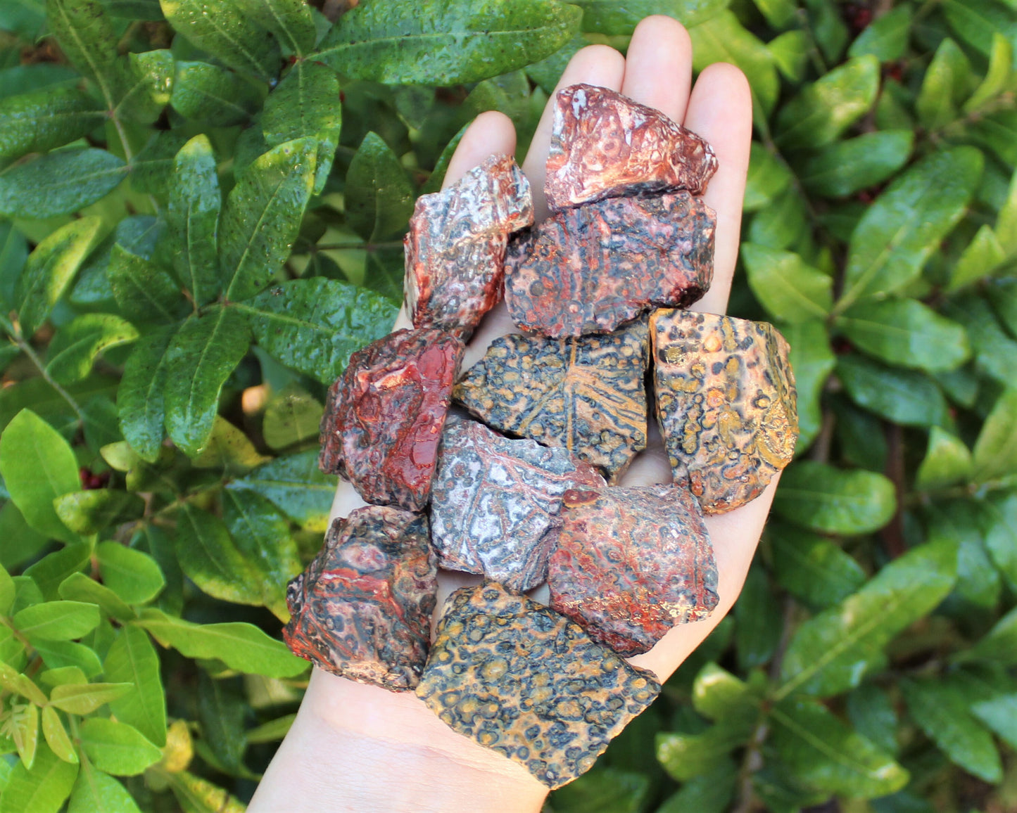 Leopard Pattern Jasper Natural Rough Stones