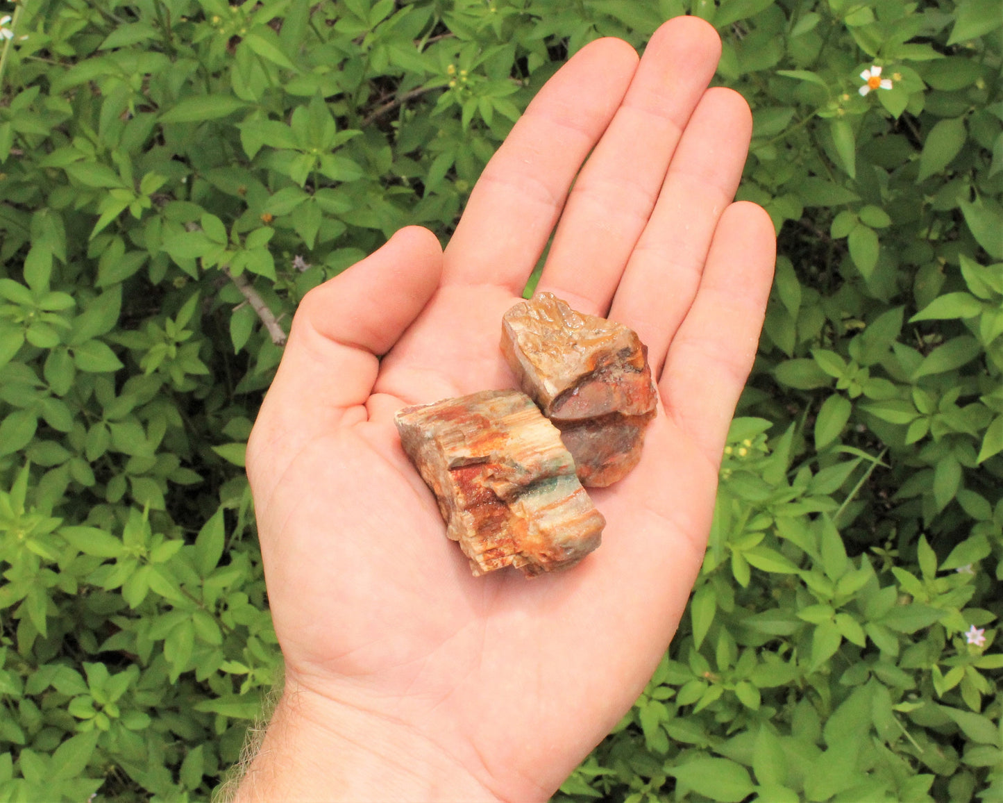 Petrified Wood Rough Natural Stones