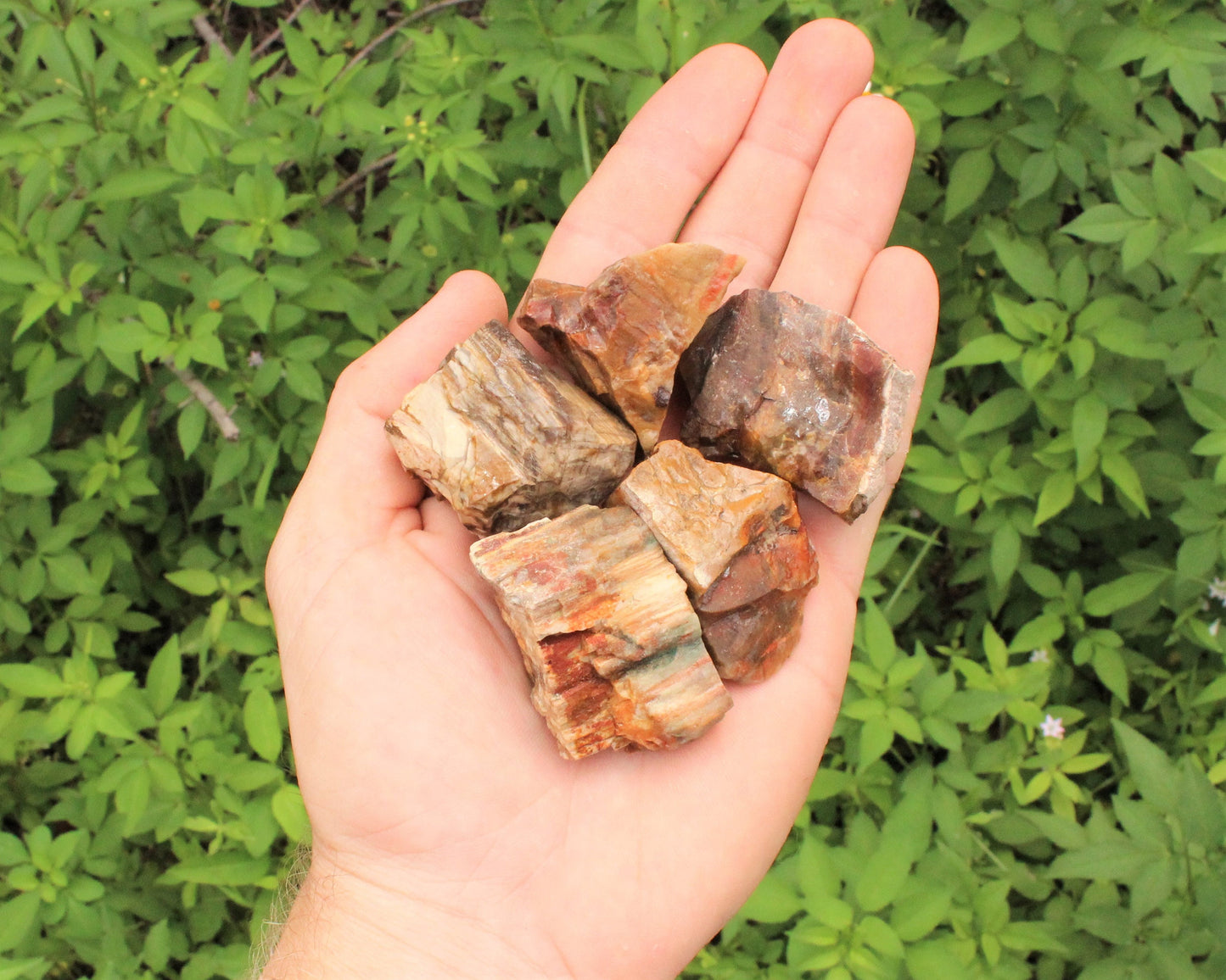 Petrified Wood Rough Natural Stones