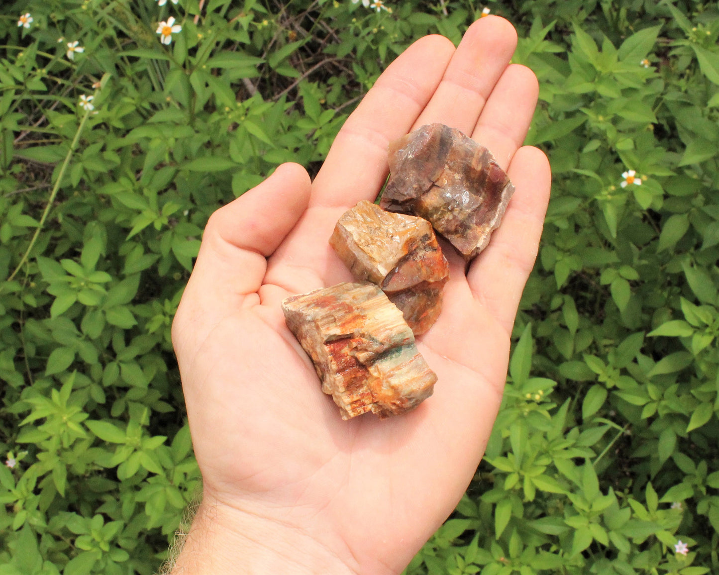 Petrified Wood Rough Natural Stones