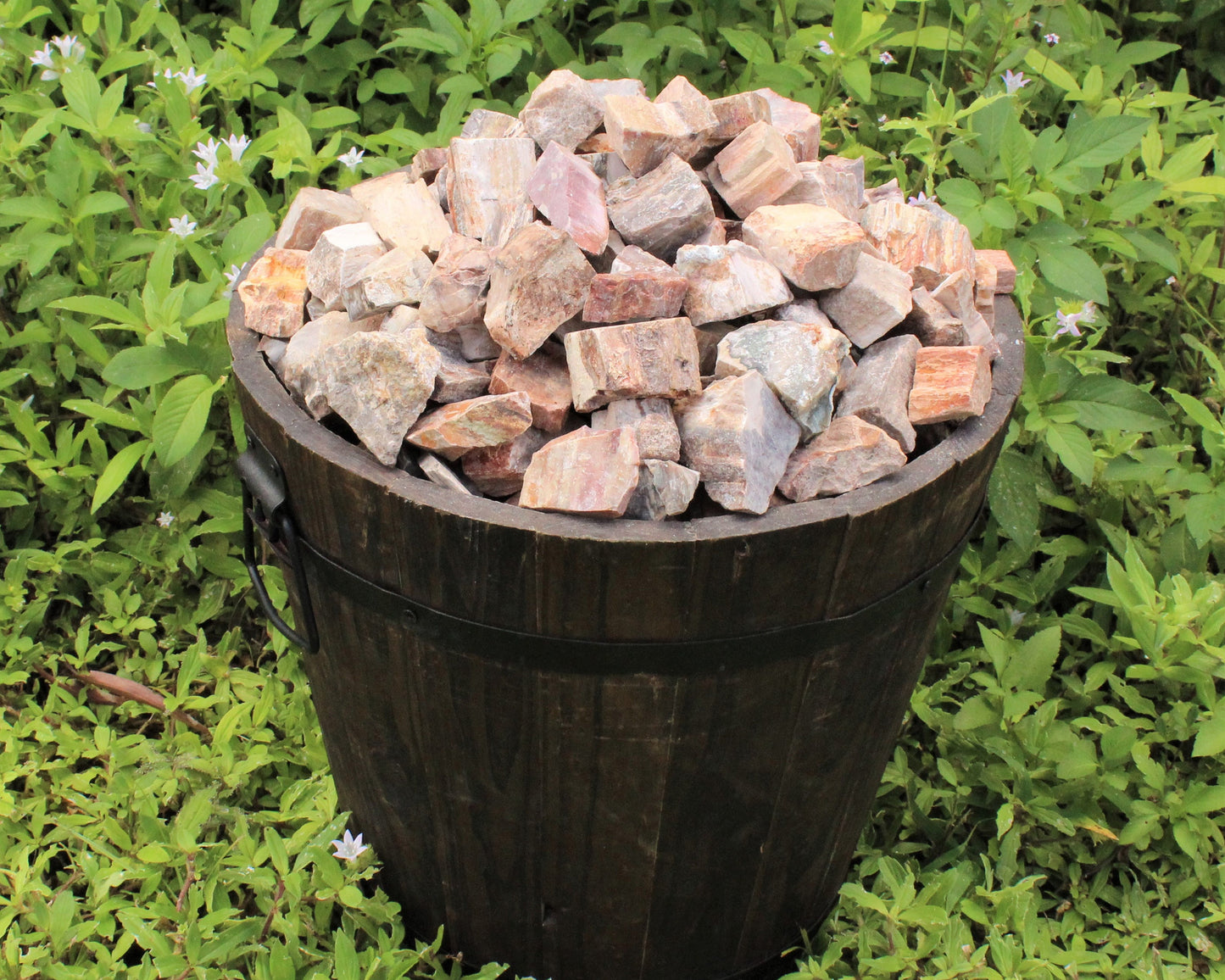 Petrified Wood Rough Natural Stones