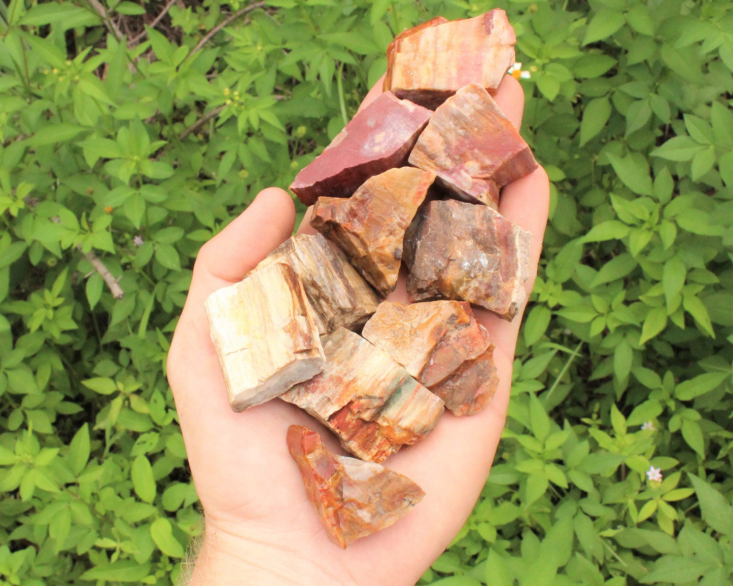 Petrified Wood Rough Natural Stones