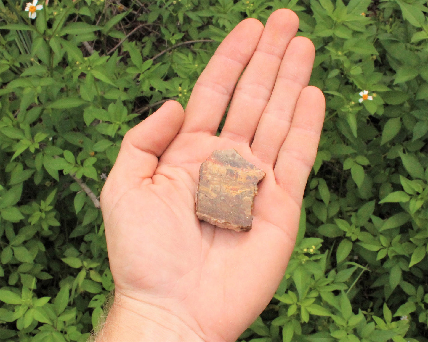 Petrified Wood Rough Natural Stones