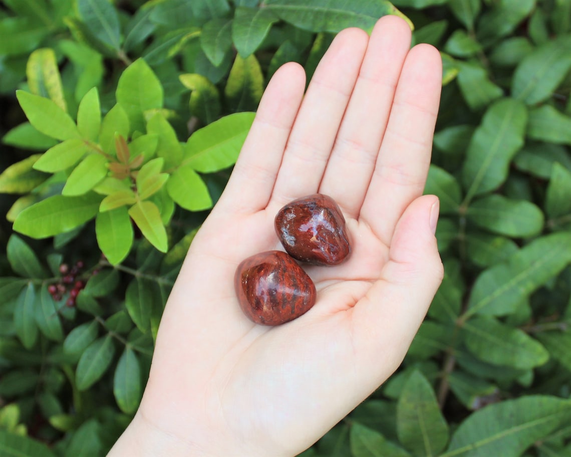 Petrified Wood Tumbled Stones