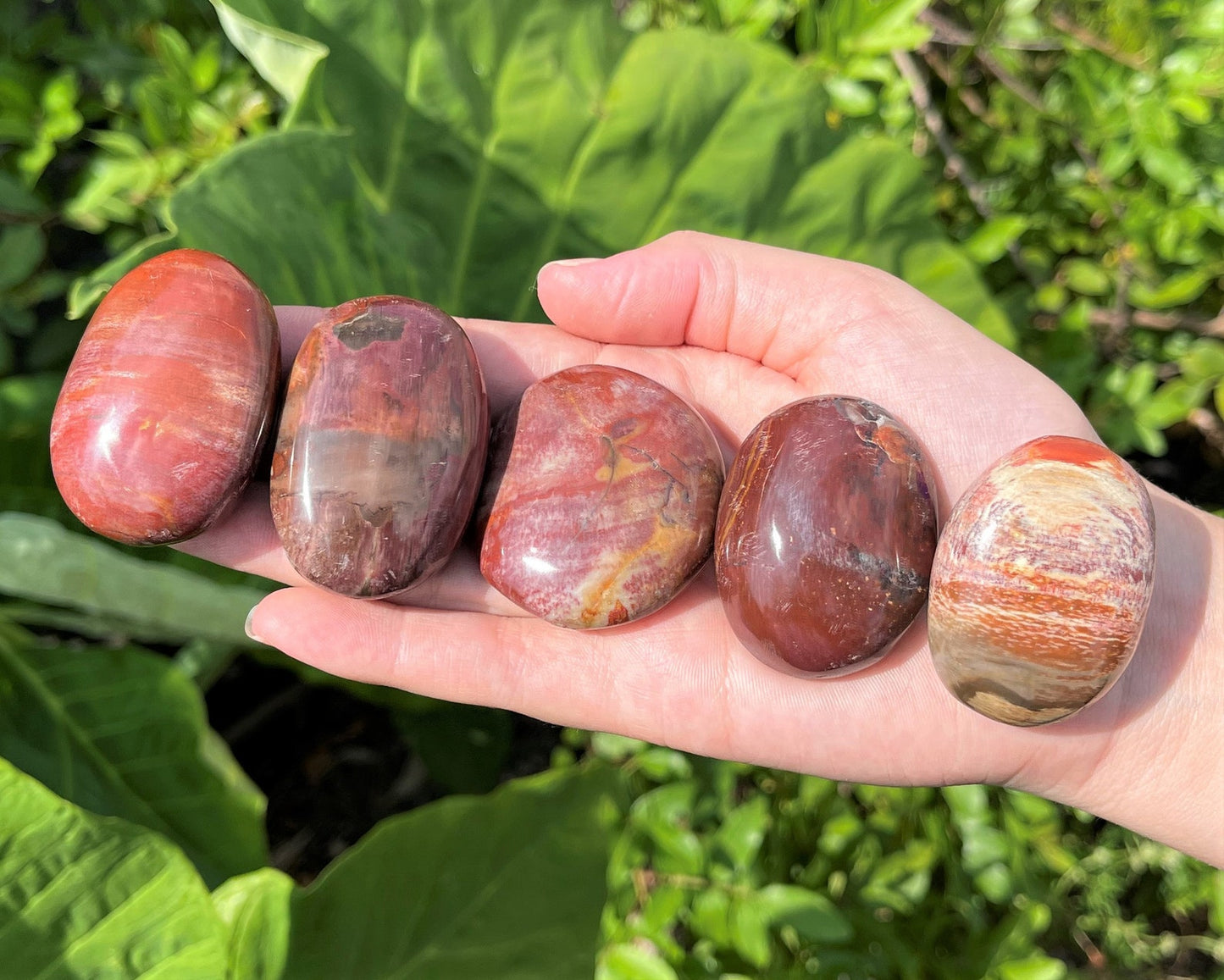 Polished Petrified Wood Stones