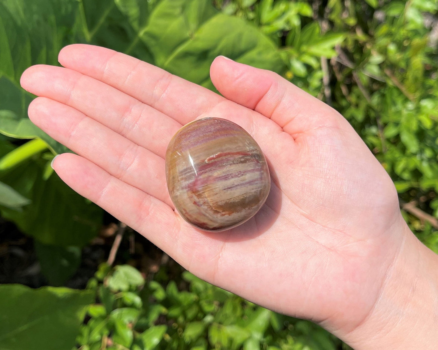 Polished Petrified Wood Stones