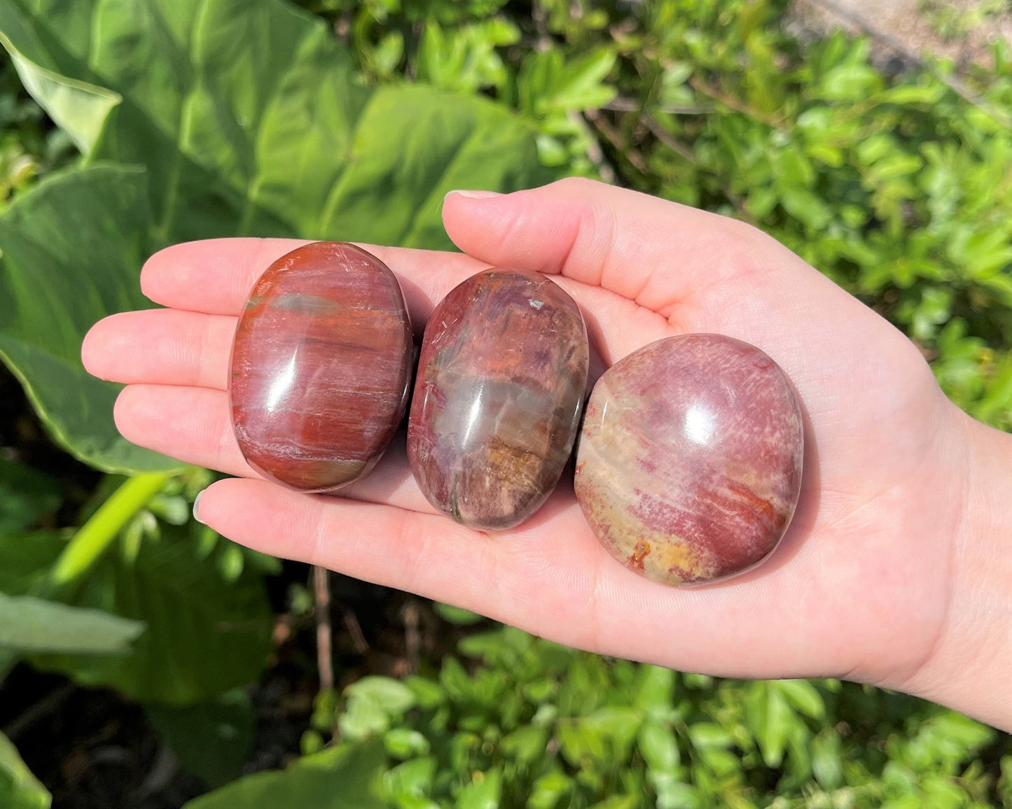 Polished Petrified Wood Stones