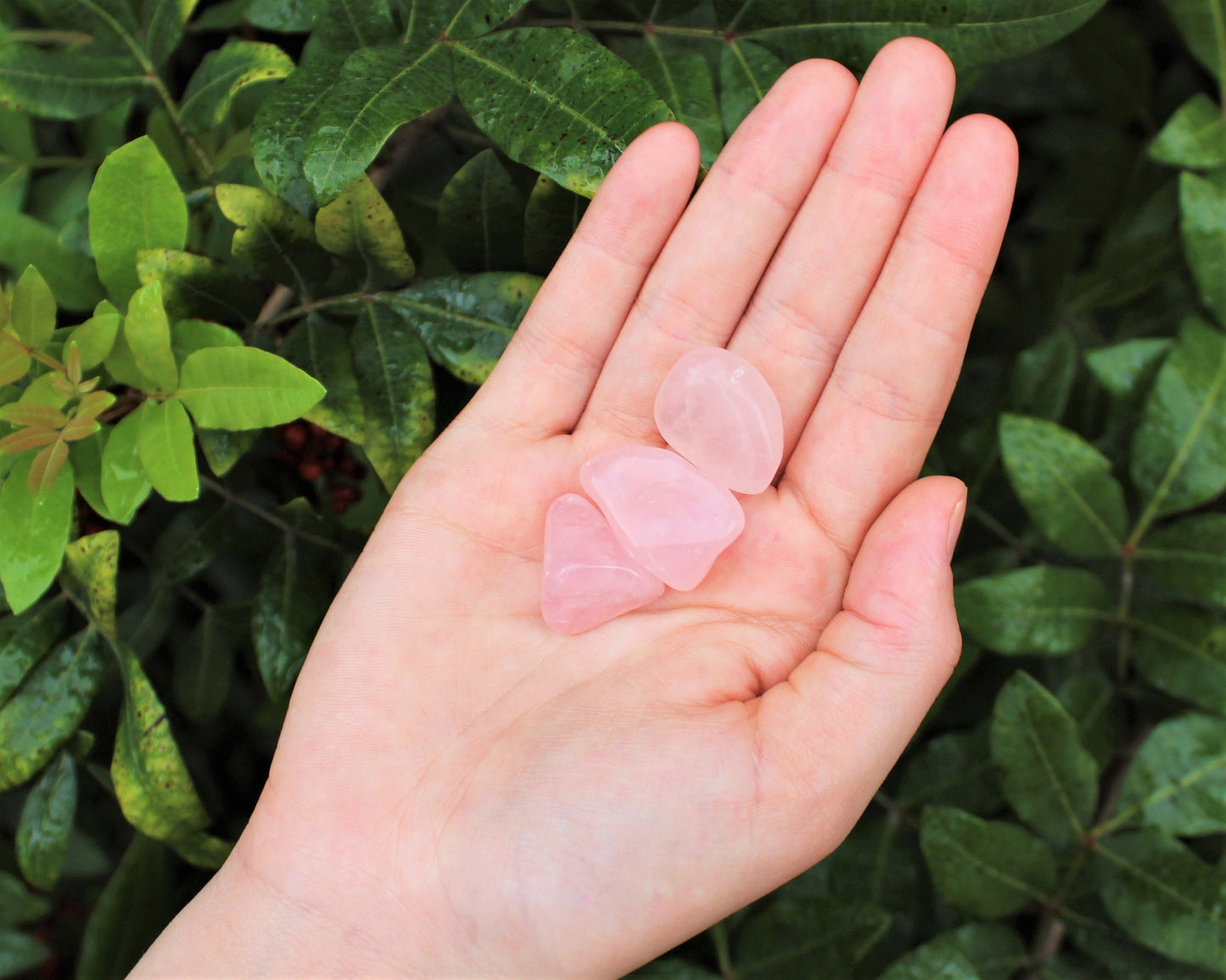 Rose Quartz Tumbled Stones