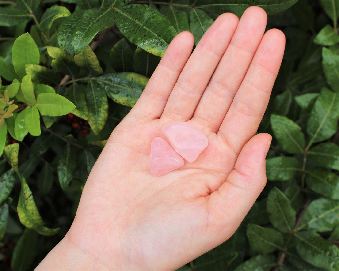 Rose Quartz Tumbled Stones