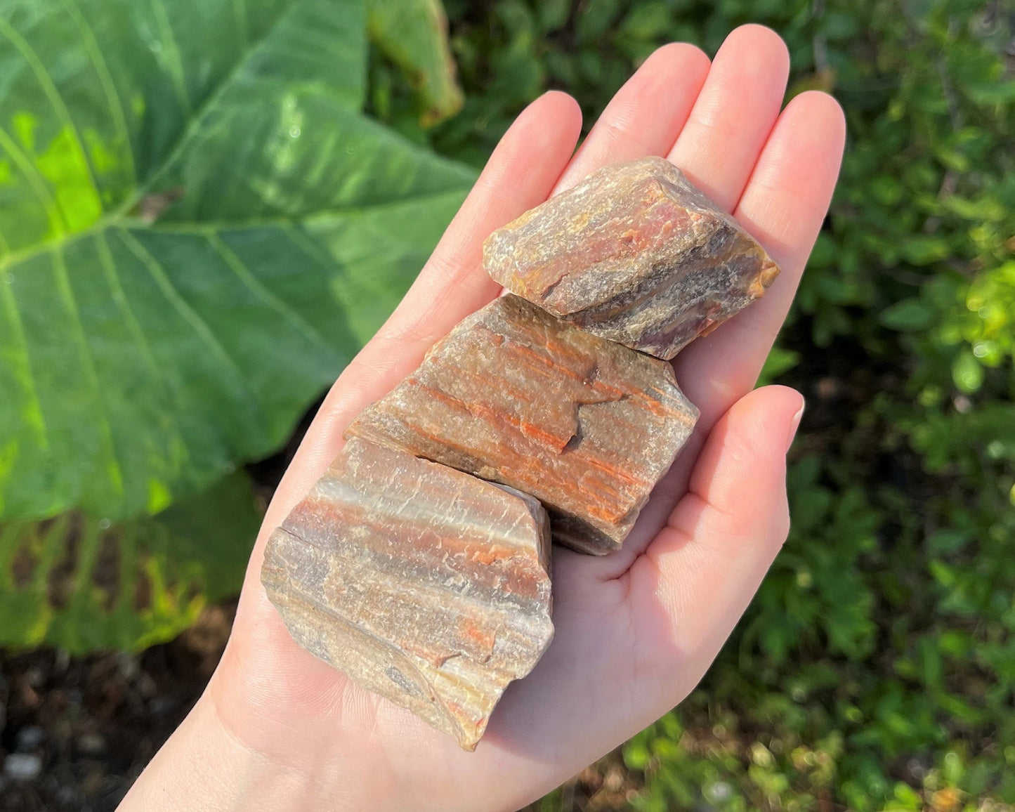 Rough Petrified Wood Natural Stones