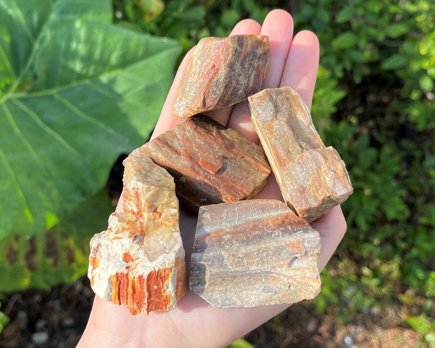 Rough Petrified Wood Natural Stones