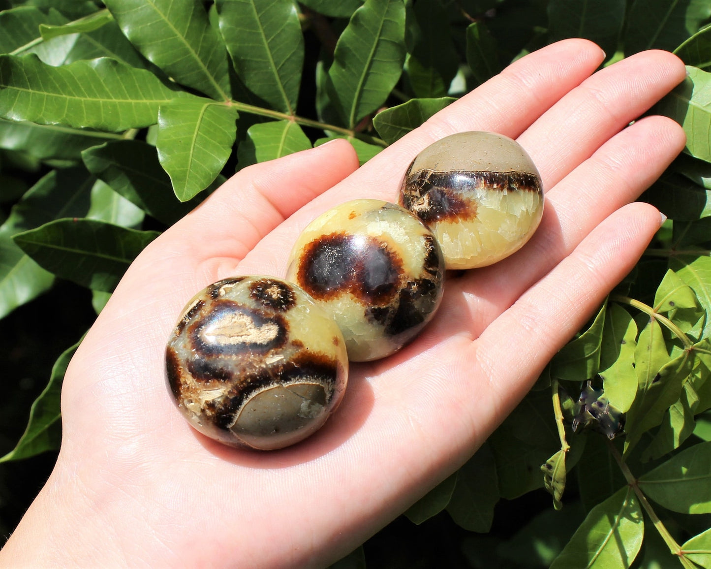 Septarian Polished Stones