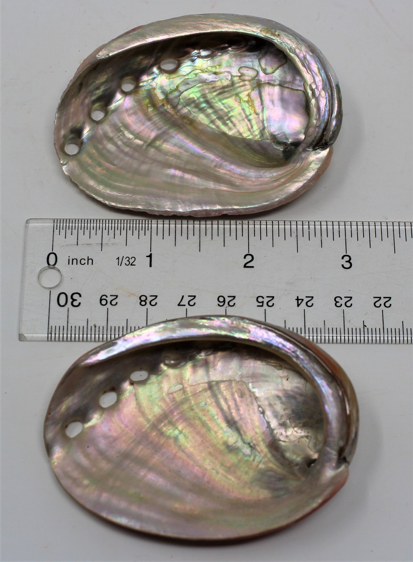 Small Abalone Sea Shell