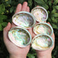 Small Abalone Sea Shell
