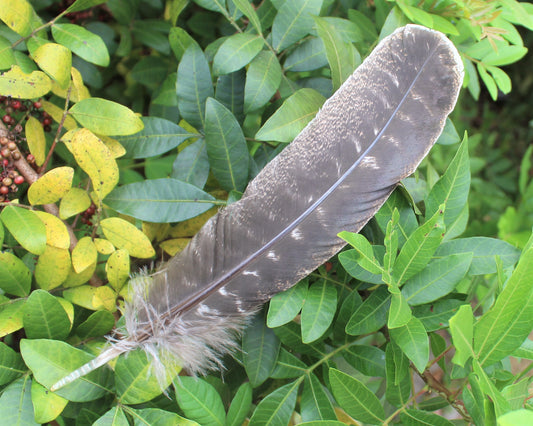 Turkey Feather For Smudging