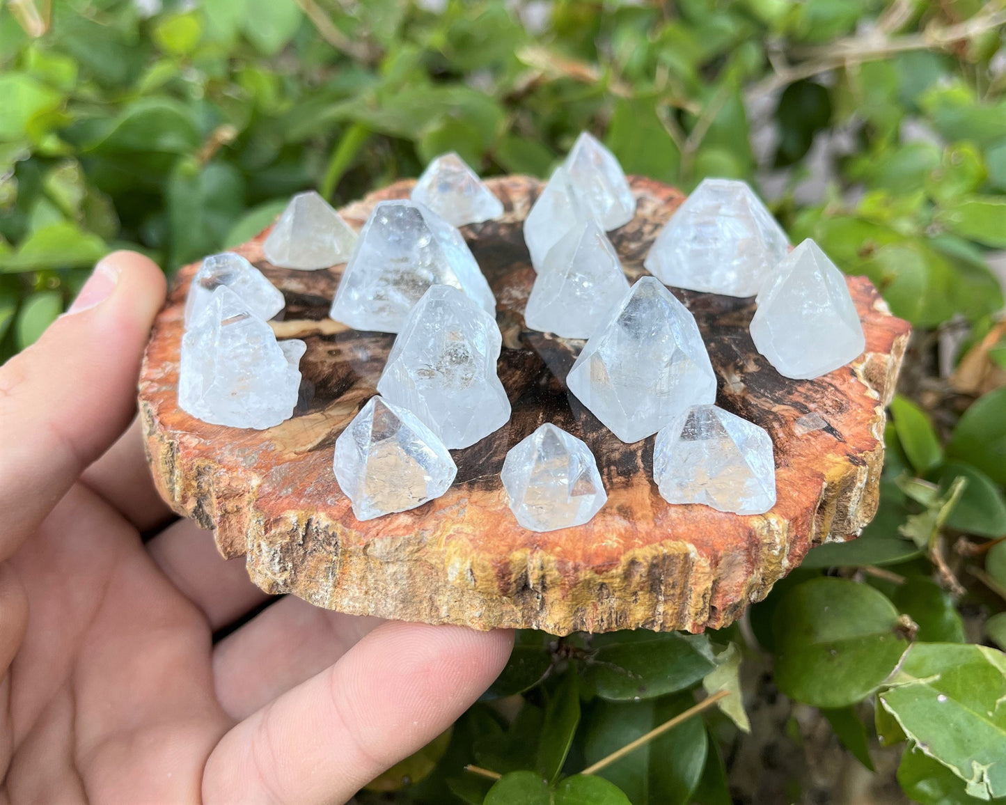 5 Pack Apophyllite Crystal
