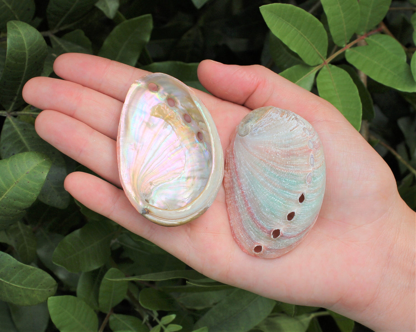 Abalone Sea Shell