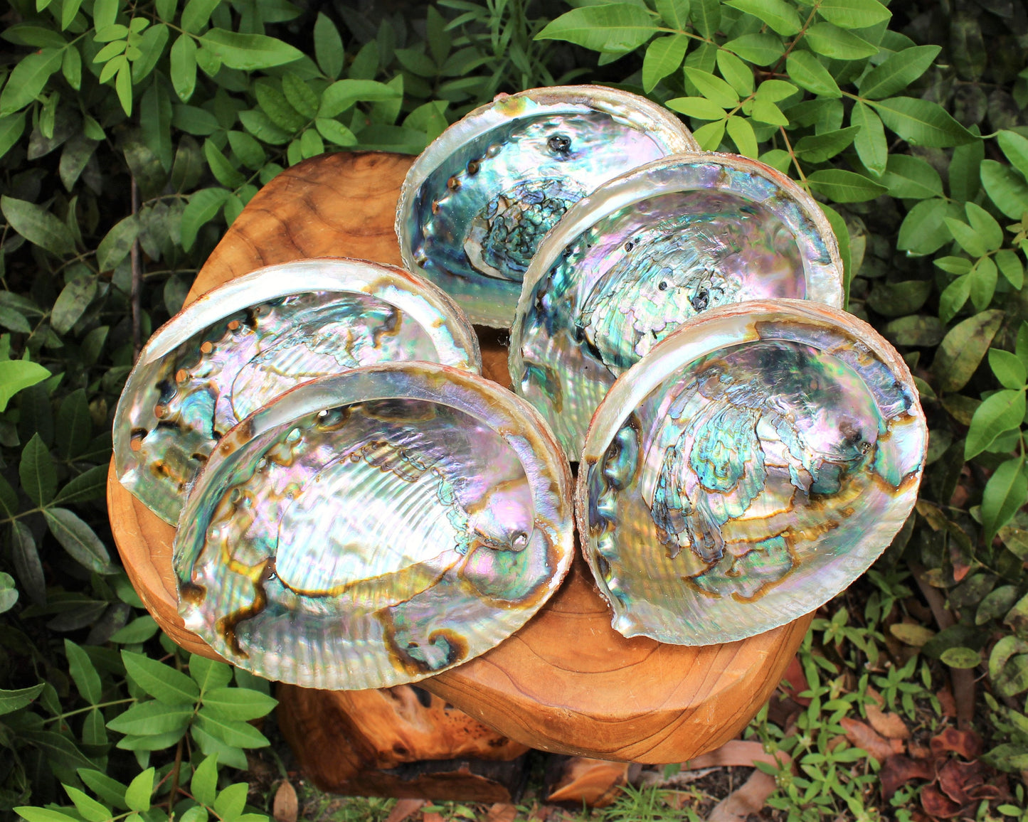 Abalone Shells For Smudging