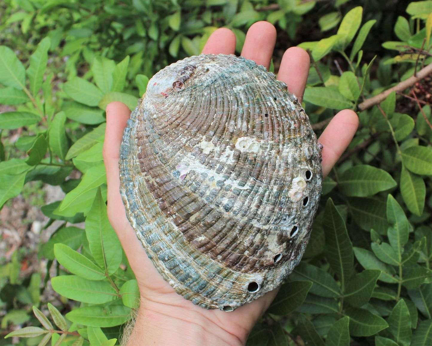 Abalone Shells For Smudging