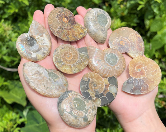 Ammonite Fossil Pairs