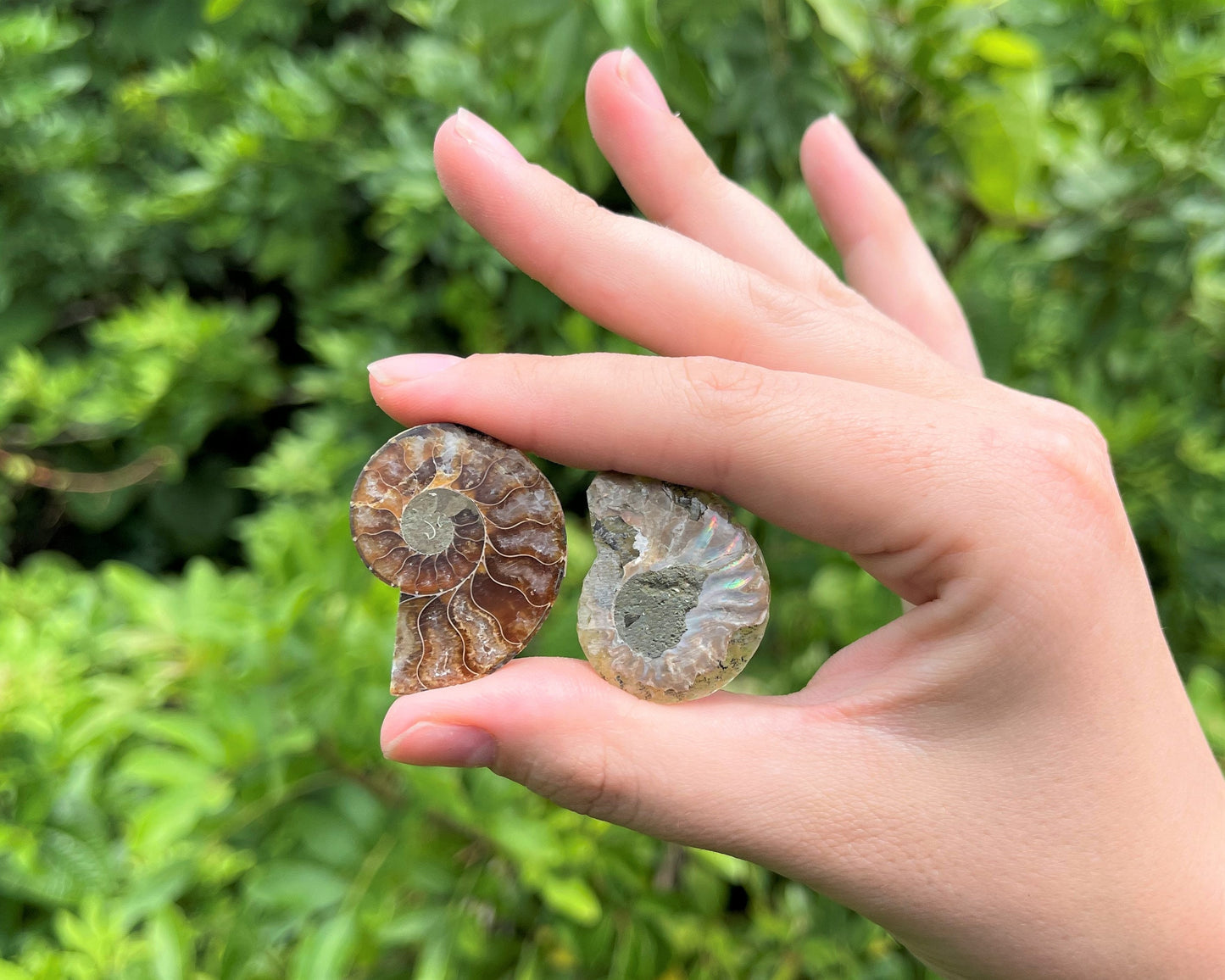 Ammonite Fossil Pairs