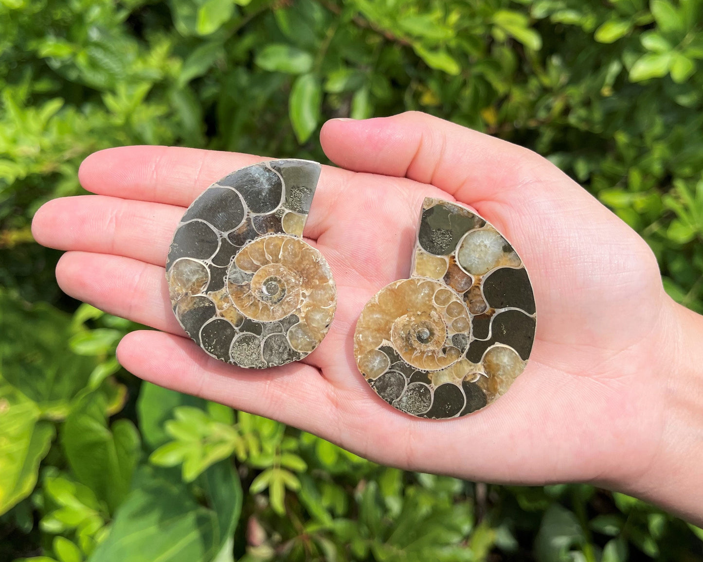 Ammonite Fossil Pairs