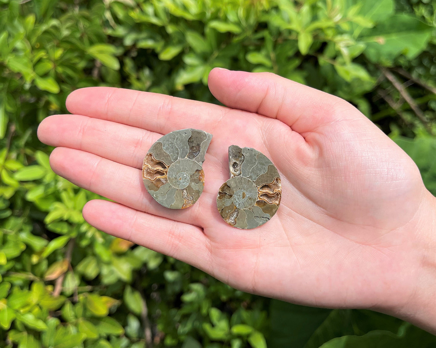 Ammonite Fossil Pairs