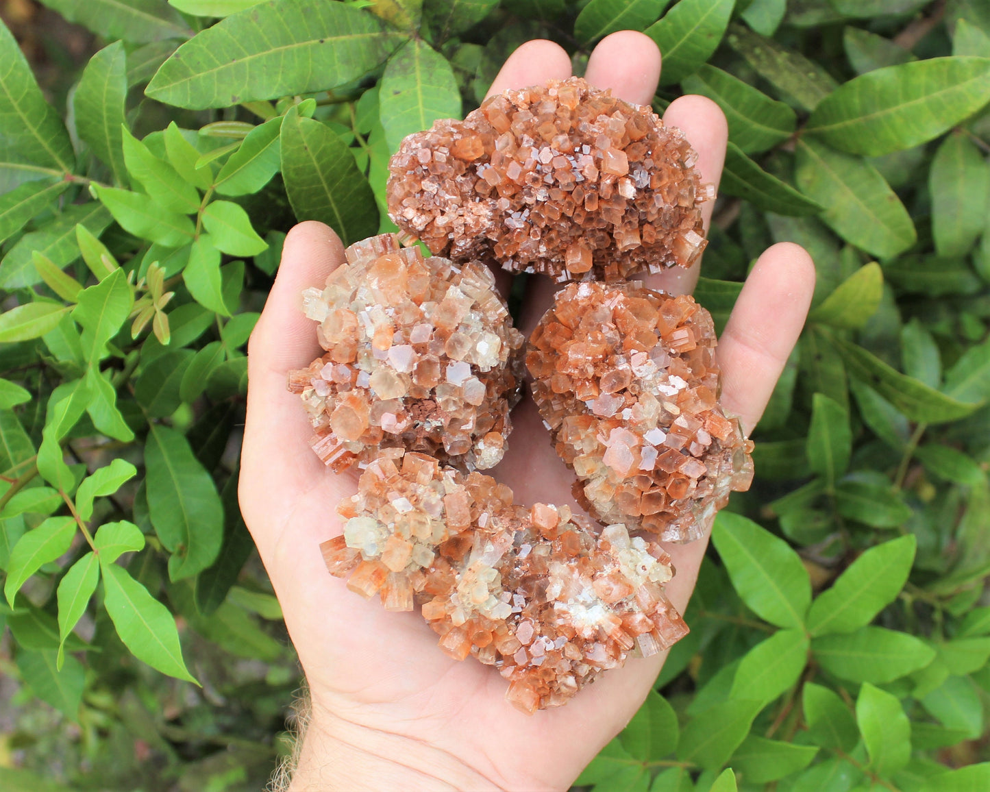 Aragonite Clusters From Morocco