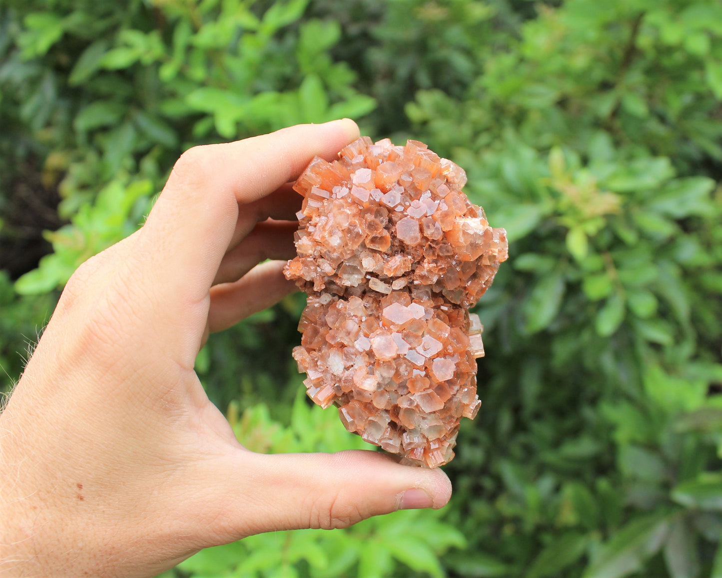 Aragonite Clusters From Morocco