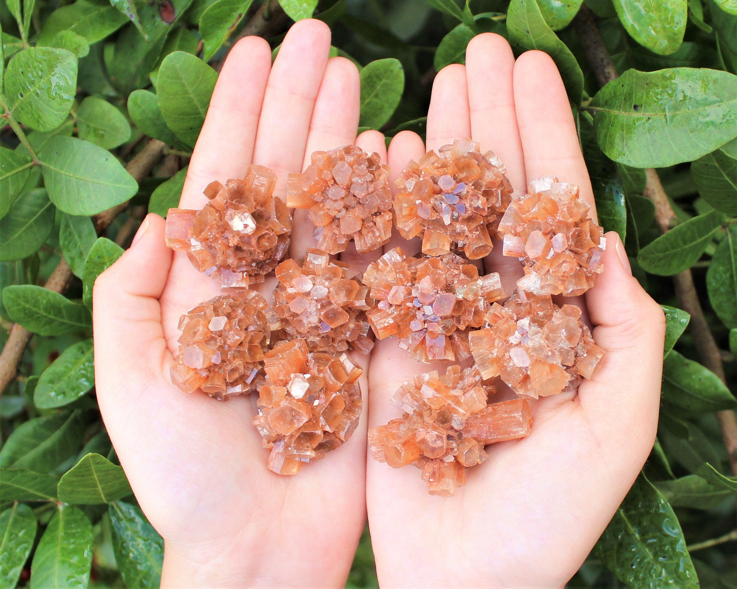 Aragonite Clusters From Morocco
