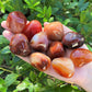 Carnelian Tumbled Large Stones