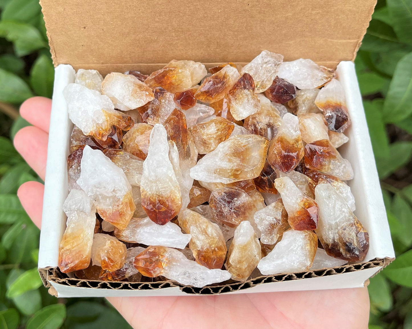 Citrine Points Crystal Collection