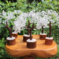 Clear Quartz Gem Tree With Wood Base